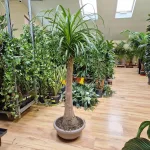 Nolina stopa słonia (Nolina recurvata) 150cm