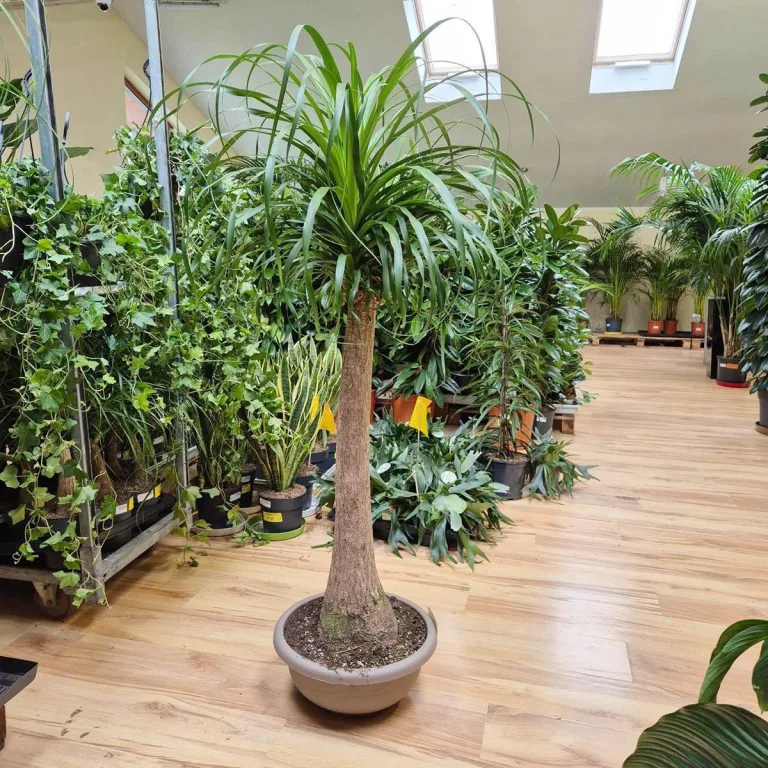 Nolina stopa słonia (Nolina recurvata) 150cm