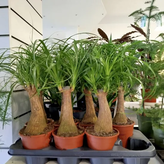 Nolina stopa słonia (Nolina recurvata)