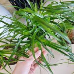 Nolina stopa słonia (Nolina recurvata) 55cm