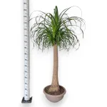 Nolina stopa słonia (Nolina recurvata) 150cm