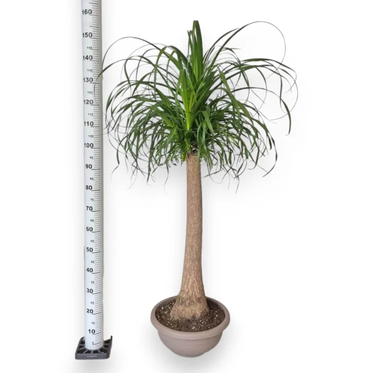 Nolina stopa słonia (Nolina recurvata) 150cm