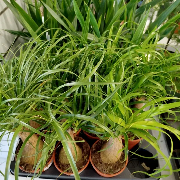 Nolina stopa słonia (Nolina recurvata) 45cm