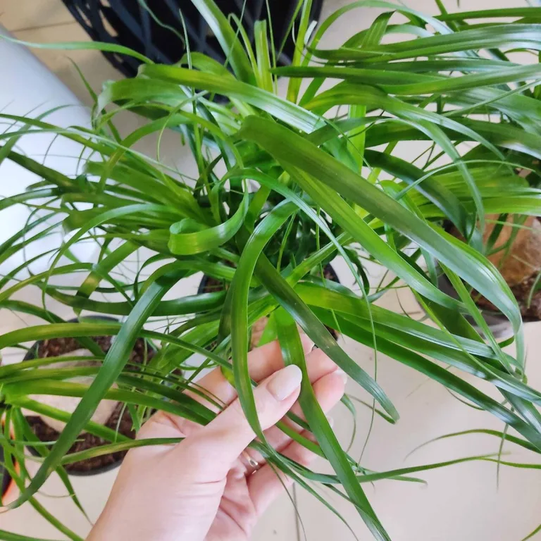 Nolina stopa słonia (Nolina recurvata) 55cm