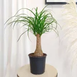 Nolina stopa słonia (Nolina recurvata) 55cm