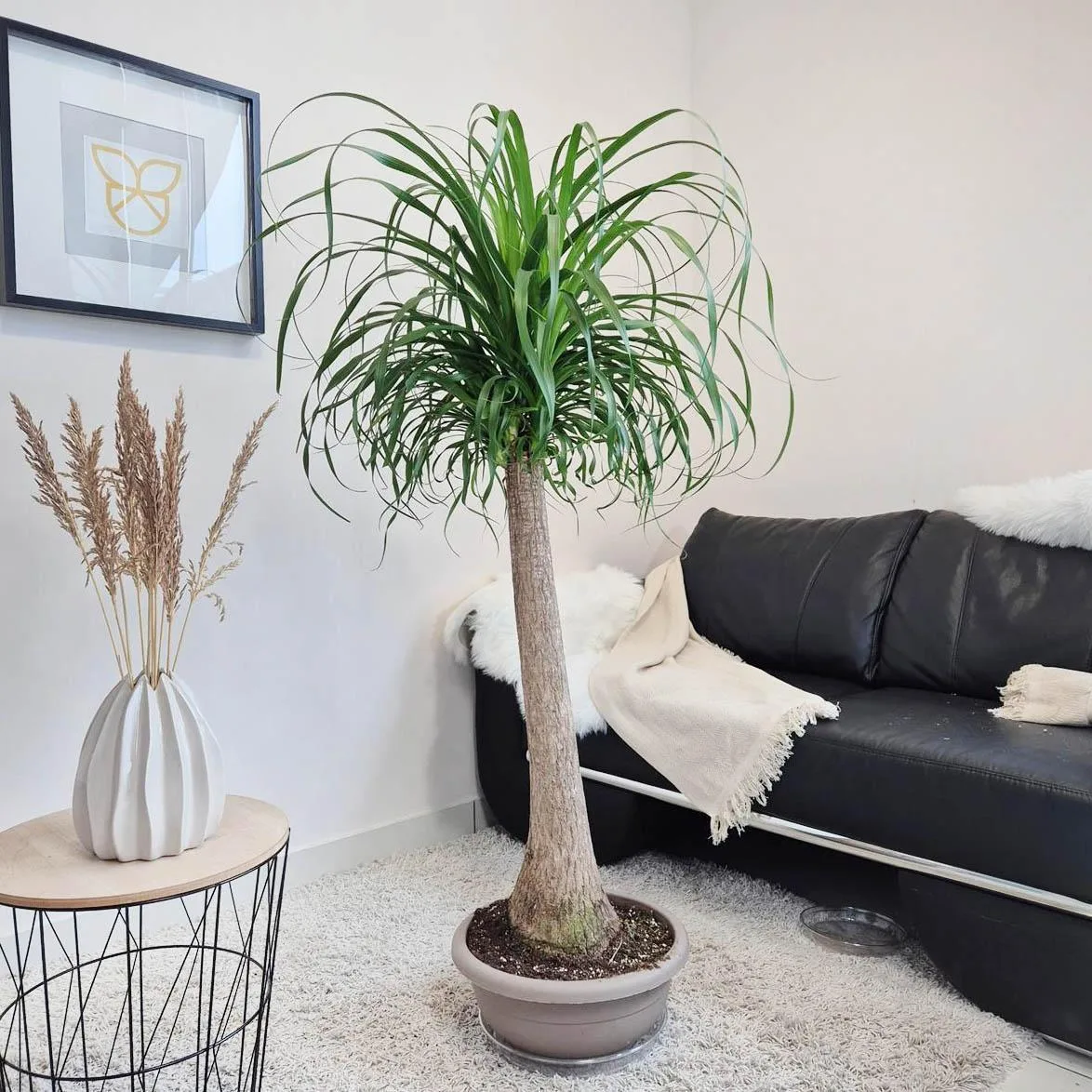 Nolina stopa słonia (Nolina recurvata) 150cm