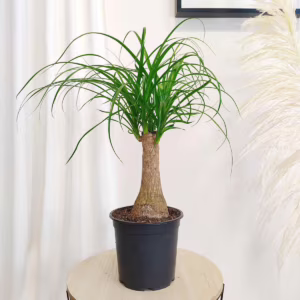 Nolina stopa słonia (Nolina recurvata) 55cm