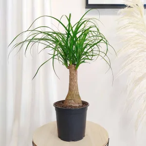 Nolina stopa słonia (Nolina recurvata) 55cm