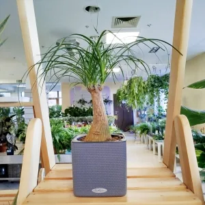 Nolina stopa słonia (Nolina recurvata) 45cm