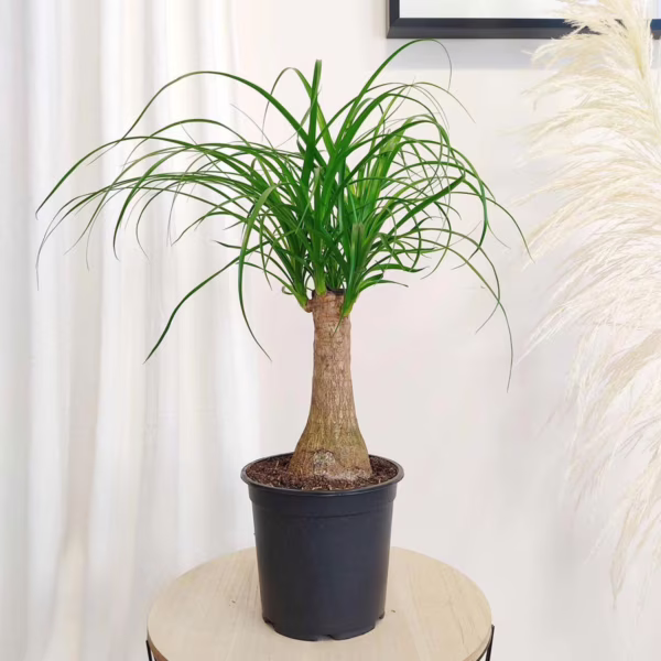 Nolina stopa słonia (Nolina recurvata) 55cm