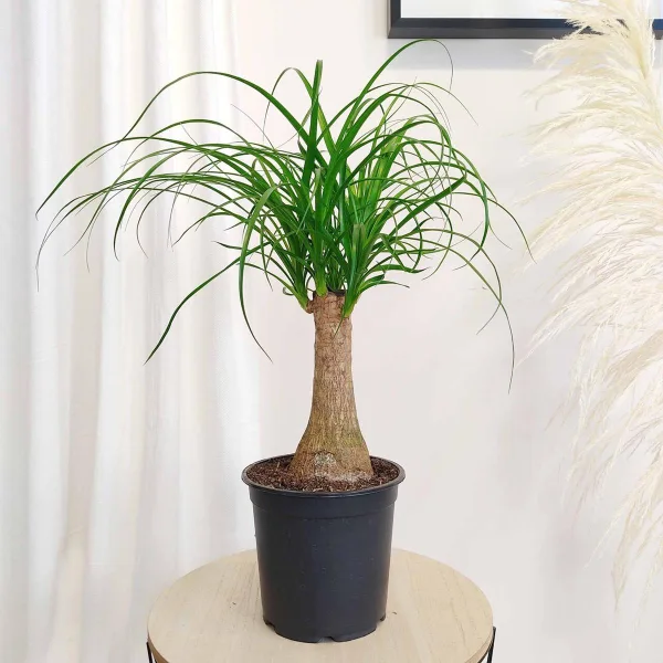 Nolina stopa słonia (Nolina recurvata) 55cm