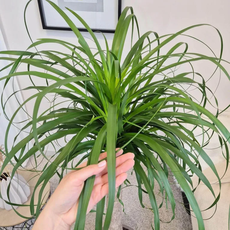 Nolina stopa słonia (Nolina recurvata) 150cm