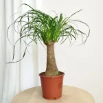 Nolina stopa słonia (Nolina recurvata) 45cm