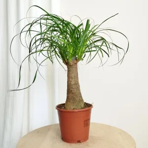 Nolina stopa słonia (Nolina recurvata) 45cm