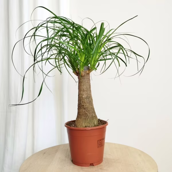 Nolina stopa słonia (Nolina recurvata) 45cm