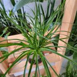 Nolina stopa słonia (Nolina recurvata) 45cm