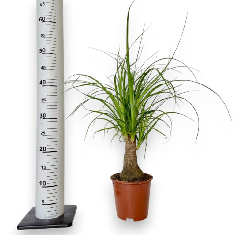 Nolina stopa słonia (Nolina recurvata) 45cm