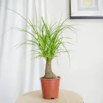 Nolina stopa słonia (Nolina recurvata) 45cm