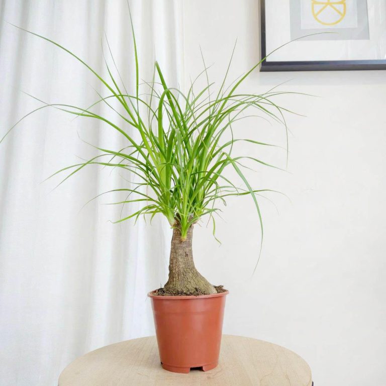 Nolina stopa słonia (Nolina recurvata) 45cm