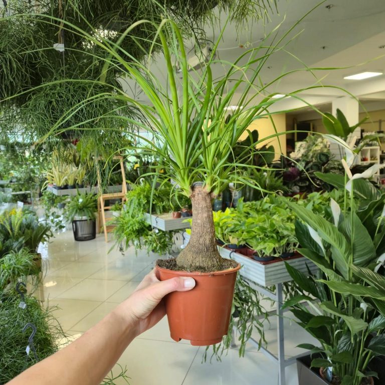 Nolina stopa słonia (Nolina recurvata) 45cm