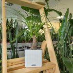 Nolina stopa słonia (Nolina recurvata) 45cm