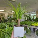 Nolina stopa słonia (Nolina recurvata) 45cm