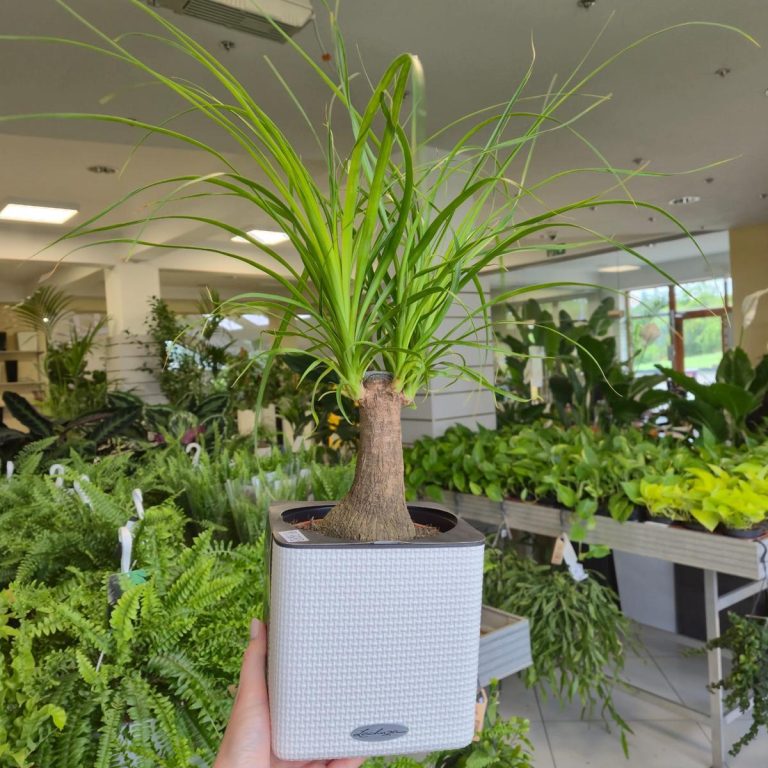 Nolina stopa słonia (Nolina recurvata) 45cm