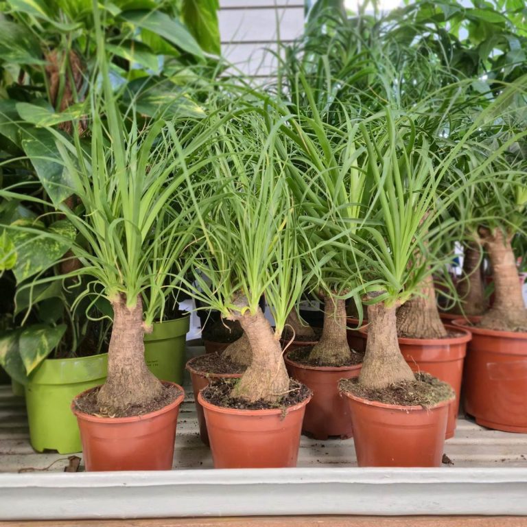 Nolina stopa słonia (Nolina recurvata) 45cm