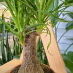 Nolina stopa słonia (Nolina recurvata) 45cm