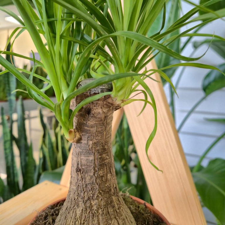 Nolina stopa słonia (Nolina recurvata) 45cm