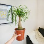 Nolina stopa słonia (Nolina recurvata) 50cm