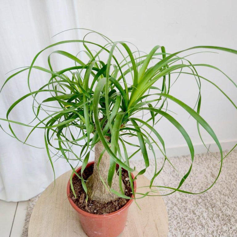 Nolina stopa słonia (Nolina recurvata) 50cm