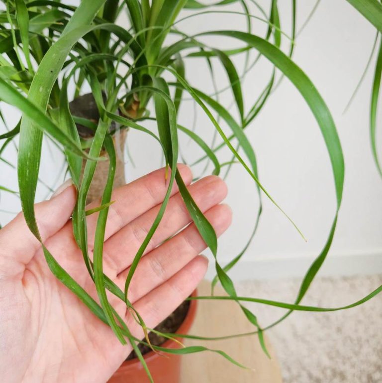 Nolina stopa słonia (Nolina recurvata) 50cm