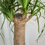 Nolina stopa słonia (Nolina recurvata) 50cm