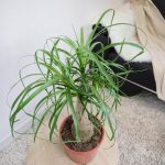 Nolina stopa słonia (Nolina recurvata) 50cm