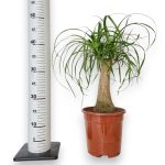 Nolina stopa słonia (Nolina recurvata) 50cm