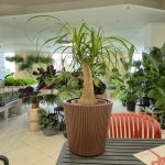 Nolina stopa słonia (Nolina recurvata) 50cm