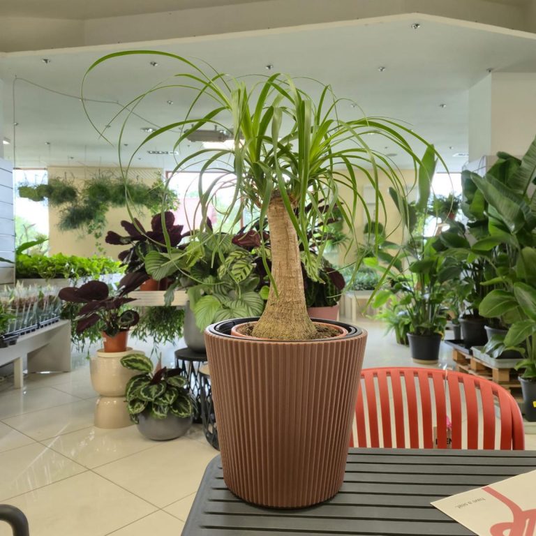 Nolina stopa słonia (Nolina recurvata) 50cm