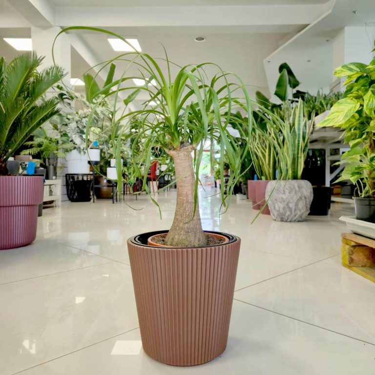 Nolina stopa słonia (Nolina recurvata) 50cm