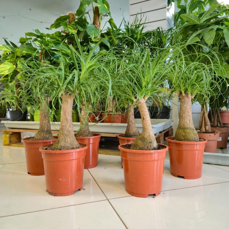 Nolina stopa słonia (Nolina recurvata) 50cm