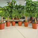 Nolina stopa słonia (Nolina recurvata) 50cm