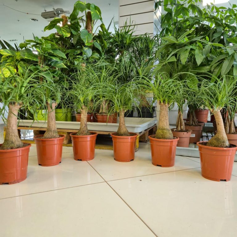 Nolina stopa słonia (Nolina recurvata) 50cm