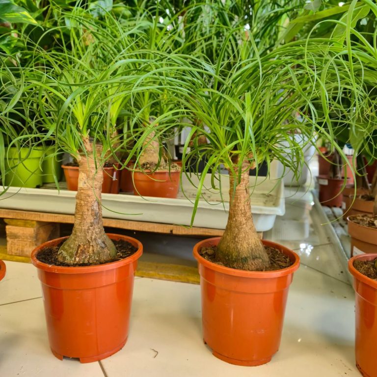 Nolina stopa słonia (Nolina recurvata) 50cm