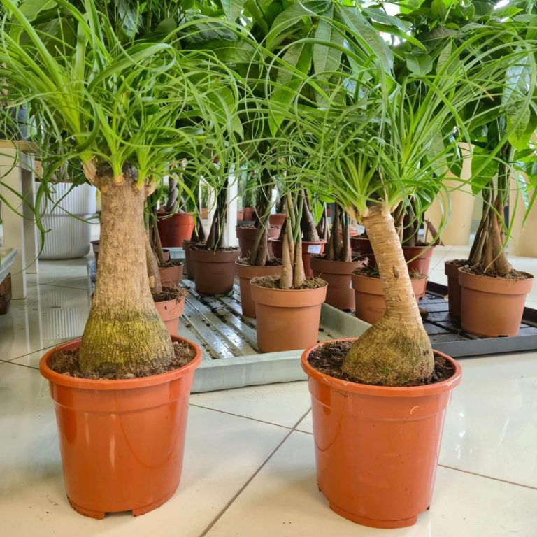 Nolina stopa słonia (Nolina recurvata) 50cm