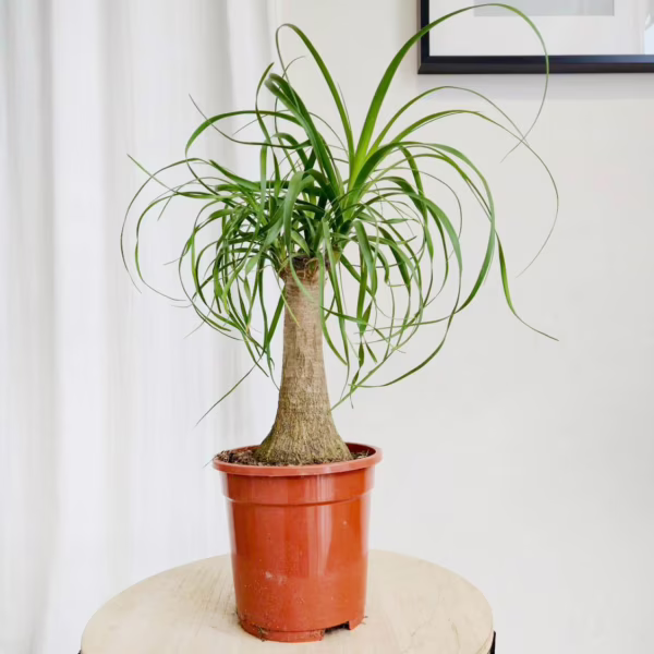 Nolina stopa słonia (Nolina recurvata) 45-50cm