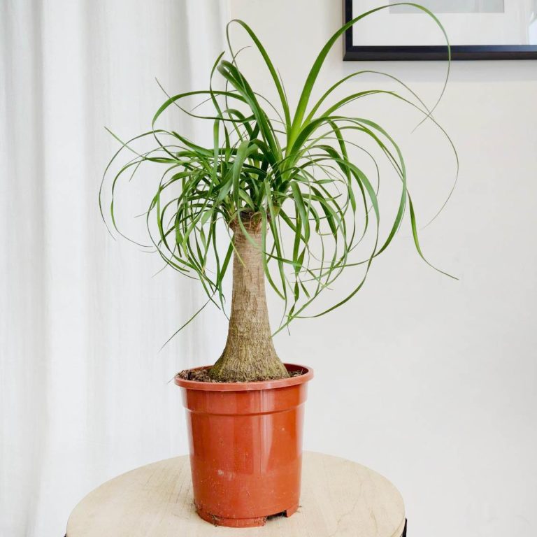 Nolina stopa słonia (Nolina recurvata) 50cm