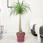 Nolina stopa słonia (Nolina recurvata) 100cm