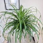 Nolina stopa słonia (Nolina recurvata) 150cm