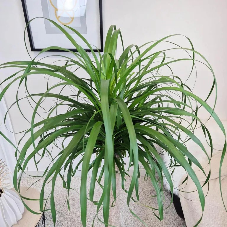 Nolina stopa słonia (Nolina recurvata) 150cm