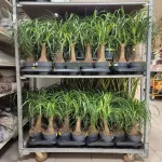 Nolina stopa słonia (Nolina recurvata) 55cm